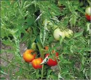  ?? Special to the Eagle Observer/MELINDA MYERS ?? “Tye Dye” red and green tomatoes share the vine.