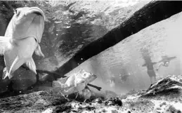  ?? JOE BURBANK/ORLANDO SENTINEL ?? Blue tilapia hide under a fallen log as tubers float by at Blue Spring State Park in Orange City on Sept. 4, 2020. The tilapia are an invasive species, introduced into Florida in the 1960s, possibly as released aquarium pets.