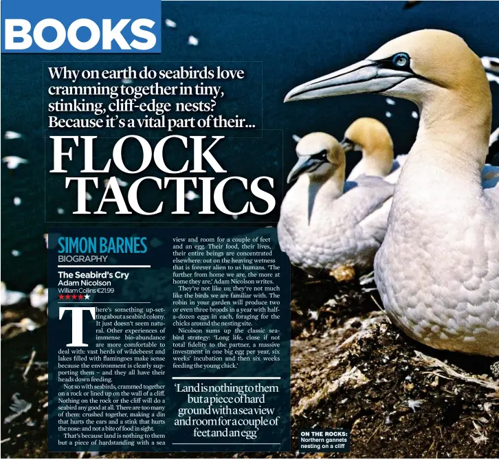  ??  ?? on the rocks: Northern gannets nesting on a cliff