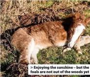  ?? ?? Enjoying the sunshine – but the foals are not out of the woods yet