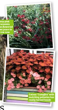  ??  ?? Deep pink crocosmia has flowered two years in a row now Coleus ‘Campfire’ with matching petunias has really turned heads