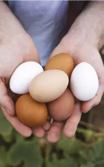  ??  ?? Feed your girls a healthy diet, and they’ll provide healthy, greattasti­ng eggs.