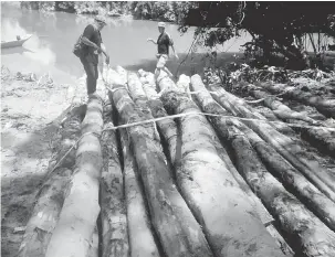  ??  ?? DIRAMPAS: Kayu-kayu balak yang dirampas di perairan Sungai Poi, Kanowit.