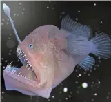  ?? ?? Stuck on you: A female deep-sea anglerfish with attached mini-male