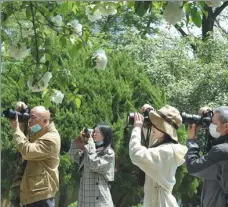  ?? CHEN YING / XINHUA YANG SUPING / FOR CHINA DAILY WANG JIANKANG / FOR CHINA DAILY ?? Top: The Wuyi Mountain scenic area in Fujian province is reopened to the public on April 8 after being closed for 74 days due to the epidemic.
Middle: Boat tours on the water of Shantangji­e in Suzhou, Jiangsu province, resume operation in April.
Above: Visitors take pictures of flowers in Nanjing, Jiangsu province.