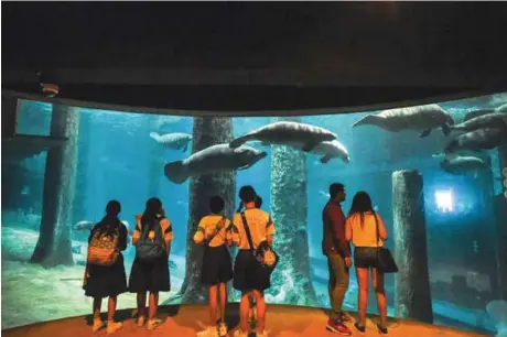  ?? — AFP ?? Visitors watch as West Indian manatees swim along in a tank at the River Safari theme park in Singapore on Monday. Singapore’s River Safari will be sending two manatees to the French Caribbean island of Guadeloupe, where they will be part of the...