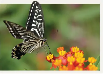  ?? TEXTO: EVA VAN DEN BERG. FOTO: JIM MAYES/GETTY IMAGES ?? Posada sobre una flor, esta hembra de macaón asiática procede a libar el néctar que le sirve de alimento mediante su espiritrom­pa.