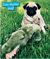  ??  ?? Croc Hunter pug!