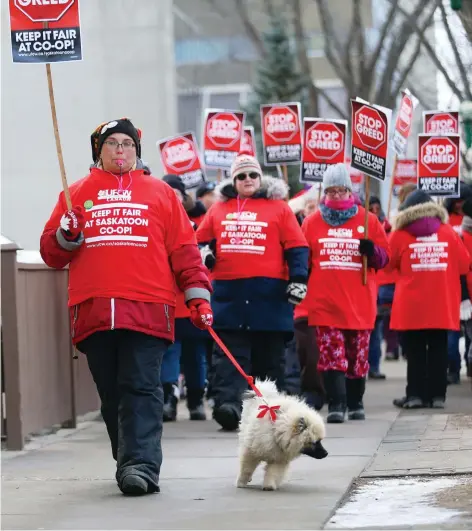  ?? MATT OLSON ?? Venus Panio and her dog Clark march Thursday with protesters during a rally outside the Saskatoon Co-op main office. On Thursday night, police were called to the Co-op’s 33rd Street location after a man was hit by a vehicle during a second rally supporting the striking workers.