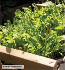  ?? ?? Mixed salad leaves.