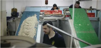  ?? (Eliyahu Kamisher) ?? protect the Jewish people and the Jewish nation from Elazar Stern’s wisdom. Beit Shemesh INSIDE THE Karawan family’s Hawara factory near Nablus in May, sesame seeds imported from Ethiopia are peeled, soaked, washed and roasted.