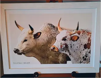  ?? ?? One of Ed Schroeder’s beautiful photos, which was on display at the launch of The Nguni of the Makhathini Flats at Harrington House in Hilton.