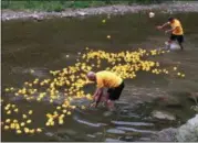  ?? CHAD FELTON — THE NEWS-HERALD ?? Riverside Alumni Associatio­n members guide ducks downstream on Sept. 8 during the Grand Riv-Har Duck Race. The event raised about $14,000 this year.