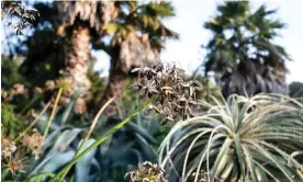  ?? ?? Ventnor Botanic Garden on the the Isle of Wight. Photograph: Sean Smith/The Guardian