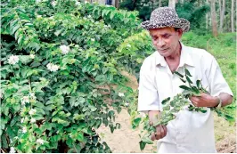  ?? ?? Loving care: K. Manoharan tends his jasmine bushes