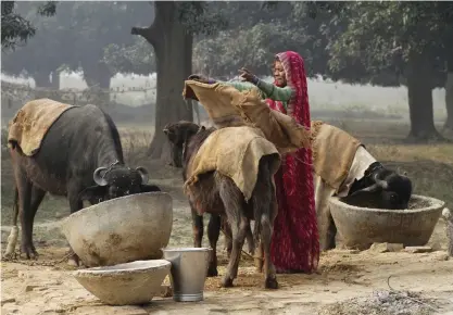  ?? FOTO: AP PHOTO/RAJESH KUMAR SINGH ?? ■En kvinna i en by i norra Indien. Den stora landsbygds­befolkning­en i södra Asien har trängt ut många vilda djur från deras områden.