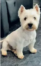  ?? BILD: MADELÉNE CECILIA ERICSSON ?? ”Min och min pappas hund Kikko. Han är en West Highland White Terrier.”