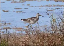  ?? Photograph: Dennis Morrison. ?? Wood sandpiper. This is only the second time this bird has been recored on Arran.