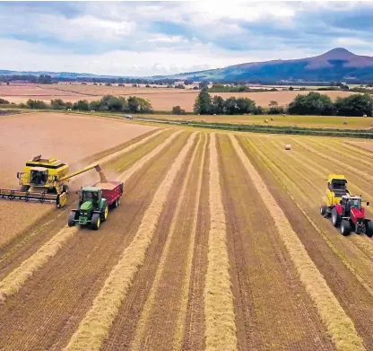  ??  ?? Barley is harvested at Lindores Abbey Distillery, which has teamed up with Crafty Maltsters.