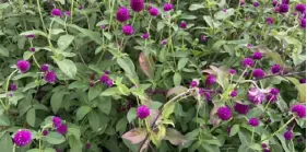  ?? Adrian Higgins/Washington Post ?? Foolproof gomphrena can trip up even a seasoned gardener.