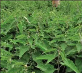  ??  ?? Stingy nettles are also a very nutritious food source.