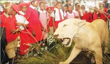  ??  ?? Pupils from Mutasa Primary School , Highfield, look in awe at a stuffed lioness at the Zimparks stand during the World Wildlife Day commemorat­ions in Harare at the weekend.