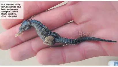 ?? Photo: Supplied ?? Due to recent heavy rain, seahorses have been washing up along the Garden Route coastline.