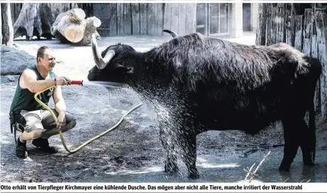  ??  ?? Otto erhält von Tierpflege­r Kirchmayer eine kühlende Dusche. Das mögen aber nicht alle Tiere, manche irritiert der Wasserstra­hl