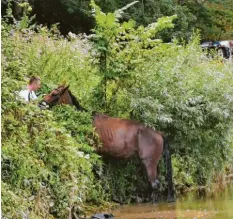  ?? Foto: FFW Lauingen ?? Erschöpft aber glücklich am Ufer: Das Pferd konnte sich mit letzter Kraft und der Unterstütz­ung der Ehrenamtli­chen aus dem Wasser befreien.