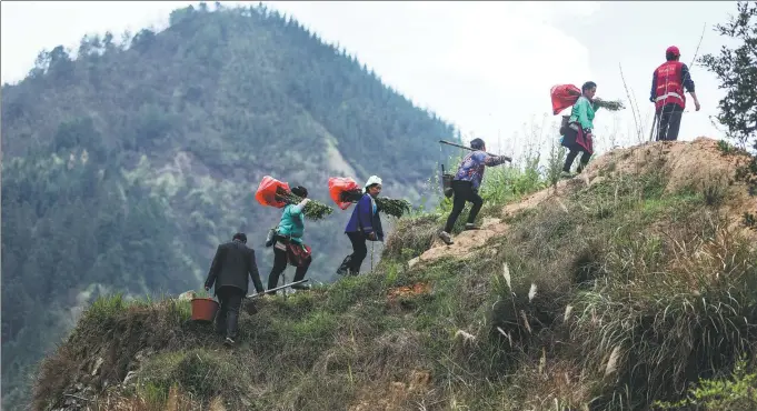  ?? ?? With saplings on their shoulders, villagers climb a steep hill to plant trees in Wuying, a village with a large population of the Miao ethnic group, which nestles snugly between the towering mountains stretching across the border between the Guangxi Zhuang autonomous region and Guizhou province.