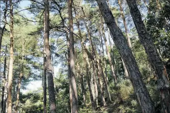  ??  ?? La forêt dans les montagnes