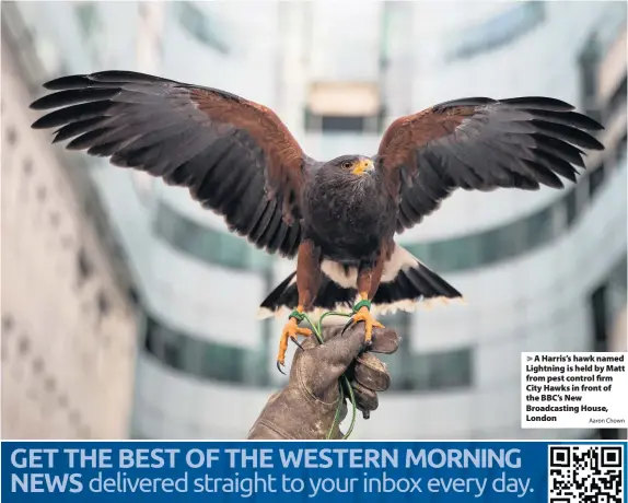  ?? Aaron Chown ?? A Harris’s hawk named Lightning is held by Matt from pest control firm City Hawks in front of the BBC’s New Broadcasti­ng House, London