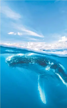  ?? Picture: Mark Fitz Tourism and Events Queensland ?? FIND A DEAL: Hervey Bay is a perfect location to watch humpback whales.