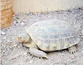  ?? / SAÚL PONCE ?? La tortuga llanera tiene su hábitat en el Bolsón de Mapimí.