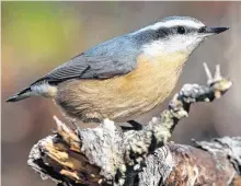  ?? – BRUCE MACTAVISH PHOTO ?? The inquisitiv­e red-breasted nuthatch is common in the cone laden spruce trees this season.