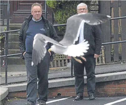  ?? Picture: George Mcluskie. ?? Councillor­s Gary Guichan and Alex Campbell have the avian nuisance firmly in their sights.