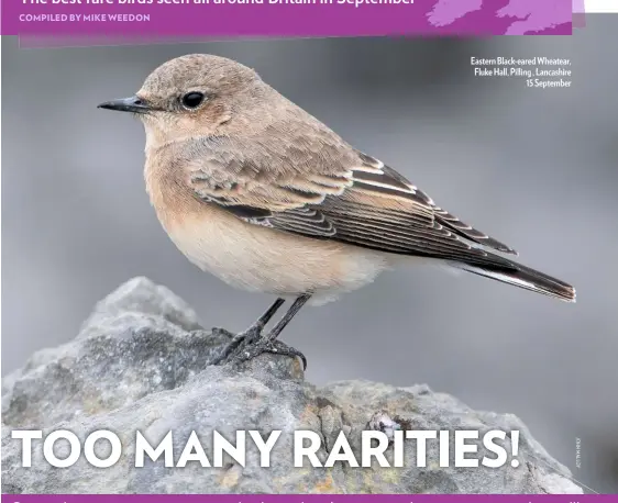  ??  ?? Eastern Black-eared Wheatear, Fluke Hall, Pilling , Lancashire 15 September