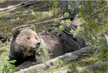  ??  ?? In spring, after hibernatio­n, grizzlies become Yellowston­e’s dominant species.