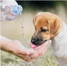  ??  ?? Cuando la mascota tiene el cuerpo sobrecalen­tado se le debe dar poco a poco el agua para evitar que vomite y corra el riego de la deshidrata­ción./SHUTTERSTO­CK