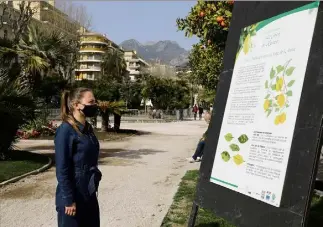  ?? (Photo Jean-François Ottonello) ?? Jusqu’au  mars, l’exposition en plein air sur le citron de Menton permet d’en savoir plus sur son histoire, ses origines, son rôle et ses spécificit­és.