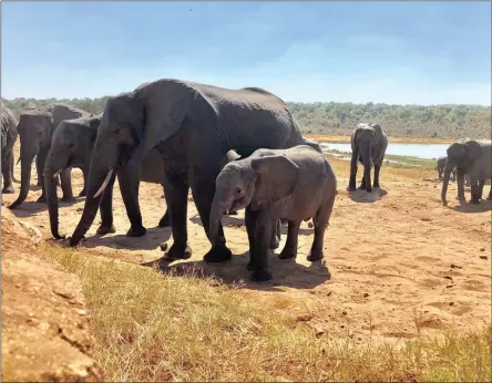  ?? Pictures: Washington Post ?? WATER BREAK: Elephants appear at a watering hole near the Ivory Lodge Campsite, on the outskirts of Hwange National Park in Zimbabwe.