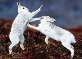  ??  ?? Hare today? But mountain hares are victims of climate change