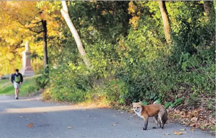  ?? JOHN KENNEY FILES ?? A fox stops on a road at Mount Royal Cemetery. After a series of incidents that saw three children bitten by coyotes, the city said it would take action against the canines. But biologist Jacques Dancosse says wild animals can cope with us, and “we should be able to cope with them.”