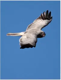  ??  ?? HEN HARRIER The focal point for calls to ban driven grouse shooting