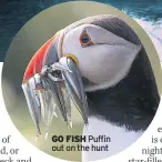  ??  ?? GO FISH Puffin out on the hunt