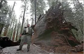  ??  ?? Les racines du célèbre séquoia ont cédé à la suite d’une tempête.
