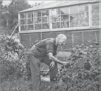  ?? COURTESY OF BARBARA MCMULLEN ?? Arthur Hambleton tending to some of his plants at his New Glasgow Home.