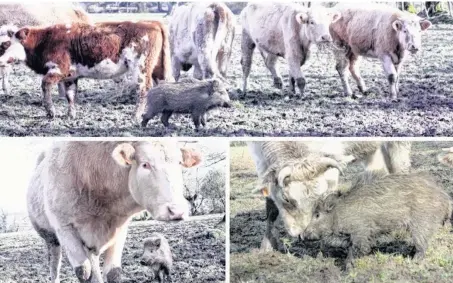  ??  ?? Le marcassin a grandi mais ne peut se résoudre à quitter les vaches de Michel.