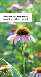  ??  ?? Echinacea este considerat­ă un excelent antibiotic natural.