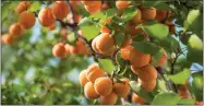  ?? GETTY IMAGES ?? You can grow a stone fruit tree, like this apricot tree, directly from a pit from a supermarke­t piece of stone fruit.